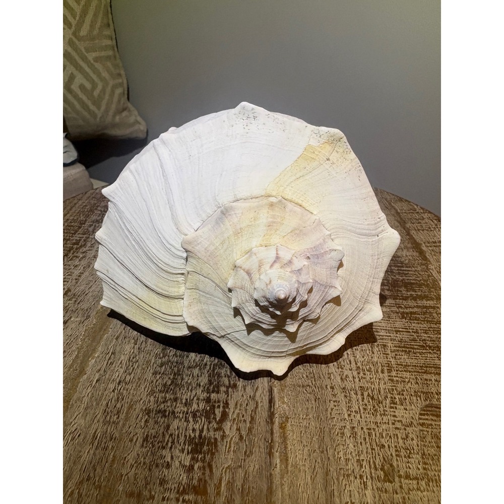Real Sea Shell Lightning Whelk Shell - Picture 2 of 6